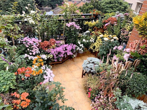 她把陽臺變成小花園 只養一種植物，365天的蛻變