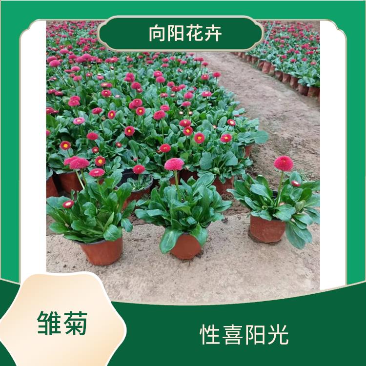 惠州矮牽牛苗基地 垂吊矮牽牛種子，基地直供，歡迎來電咨詢